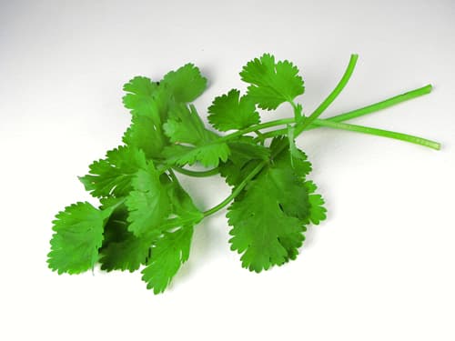 Cilantro 60ct Plastic