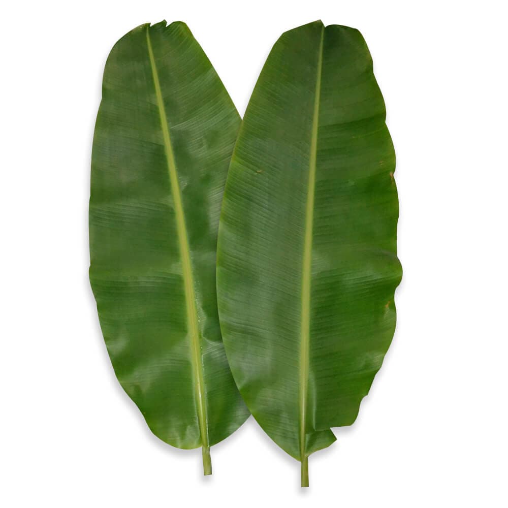 Hoja de platano